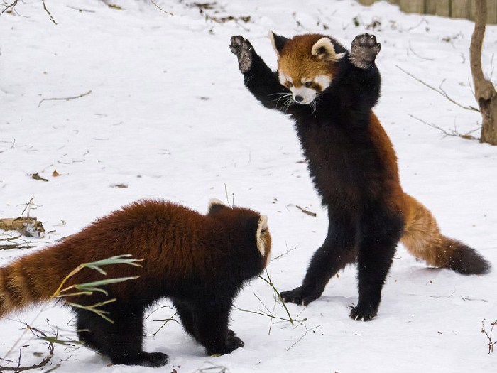 Красная панда на задних лапах